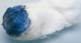 El yodo reacciona con el almidón, produciendo un color azul