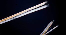 Cabelo com pontas duplas