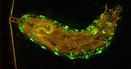 Larva de Drosophila (geneticamente modificada, com células fluorescentes)