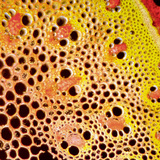 Vascular bundles, cross section (monocot) Vascular bundles, cross section (monocot)