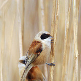 Pájaro moscón europeo