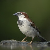 House sparrow