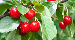 Cerejas