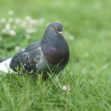 Pigeon