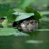 Lontra