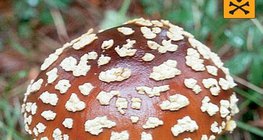 Amanita-mata-moscas