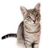 Gato