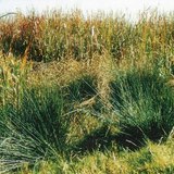 Meadow sedge