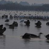 Aves aquáticas ao entardecer