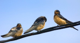 Andorinha-de-pescoço-vermelho nos fios