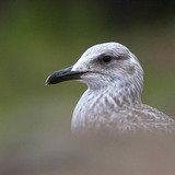 Retrato de gaivota