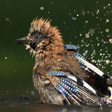 Eurasian jay bathing
