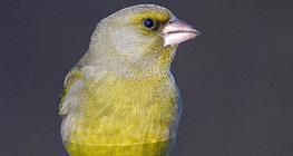 European greenfinch