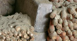 Armazenamento de vegetais de raiz