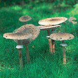 Parasol mushroom
