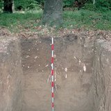 Profile of brown forest soil