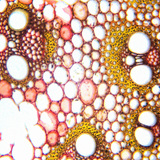 Vascular bundles, cross section (monocot) Vascular bundles, cross section (monocot)