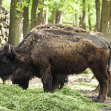 Bison