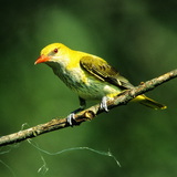 Eurasian golden oriole