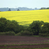 Campo de colza