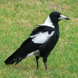 Crow