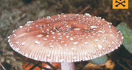 Amanita pantera