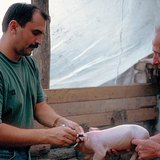 The veterinarian at work