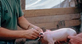 O veterinário trabalhando