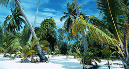 Palmeiras em uma ilha tropical