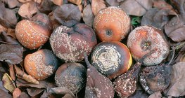 Frutas infestadas por Monilinia: maçã, pêra, ameixa