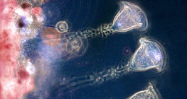 Vorticella (protozoário de água doce)