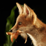 Fox cub