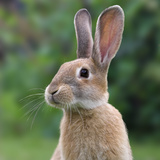 Conejo