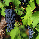 Uvas