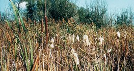 Typha