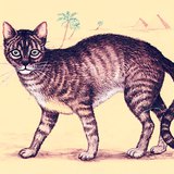 Gato selvagem africano, o ancestral do gato doméstico