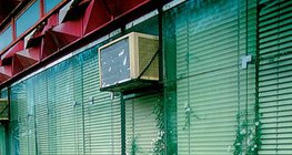 Plantas que vivem em fendas de pedra e concreto