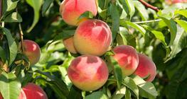 Pêssegos na árvore