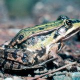Edible frog