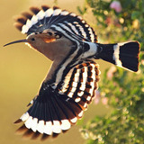 Poupa