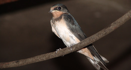 Andorinha-dos-beirais