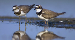 Common ringed plovers