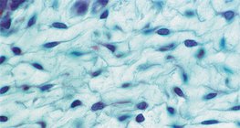 Loose connective tissue