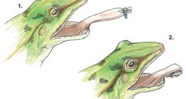 Lengua protráctil de la rana