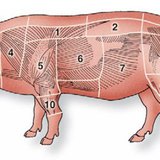 Cuts of pork Cuts of pork