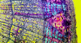 Seção transversal do latido de tilia (manchado, com fundo colorido)