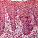 Cross section of human tongue