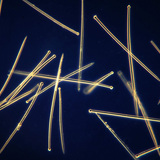 Espículas de esponja (Suberites domuncula)