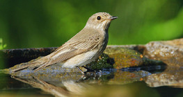 Papa-moscas-cinzento