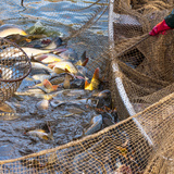 Pesca